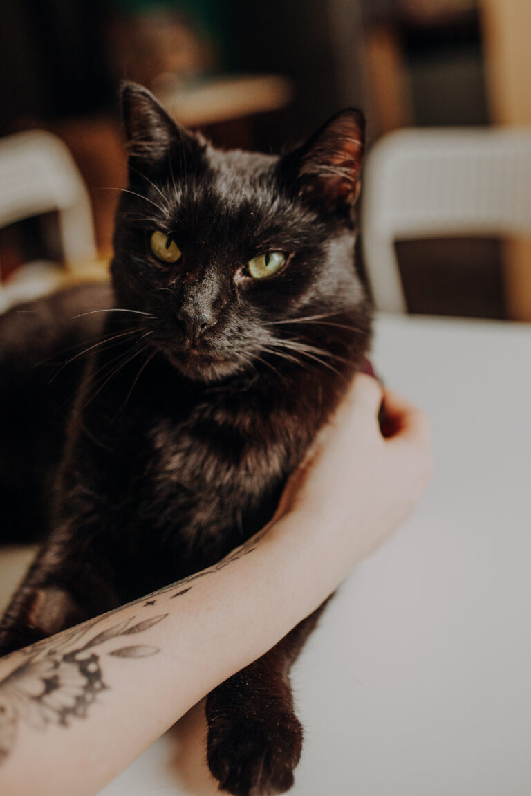 Kot Franek - naczelny prezes aplikacji KeeVet