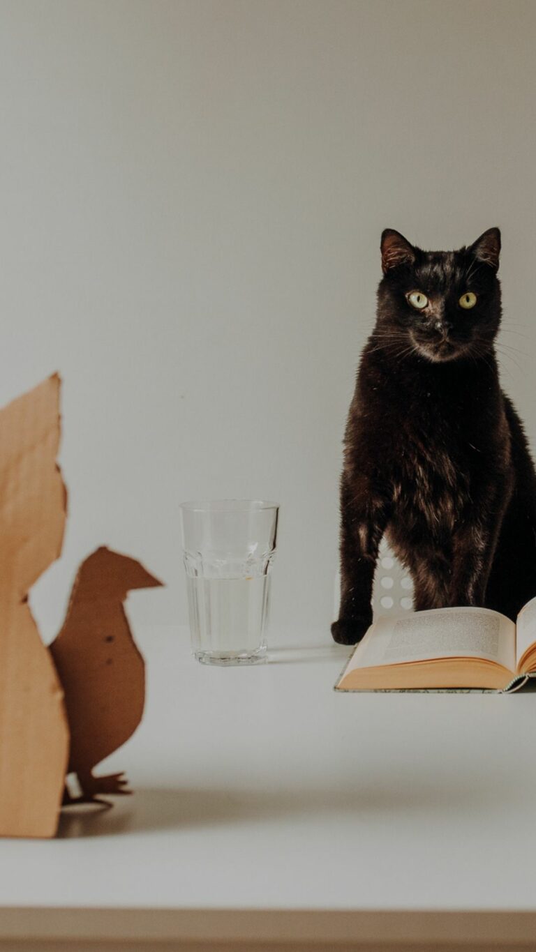 Kot Franek studiujący reguły zajmowania się kotem, by dobrze wprowadzić wszystko w aplikacji KeeVet