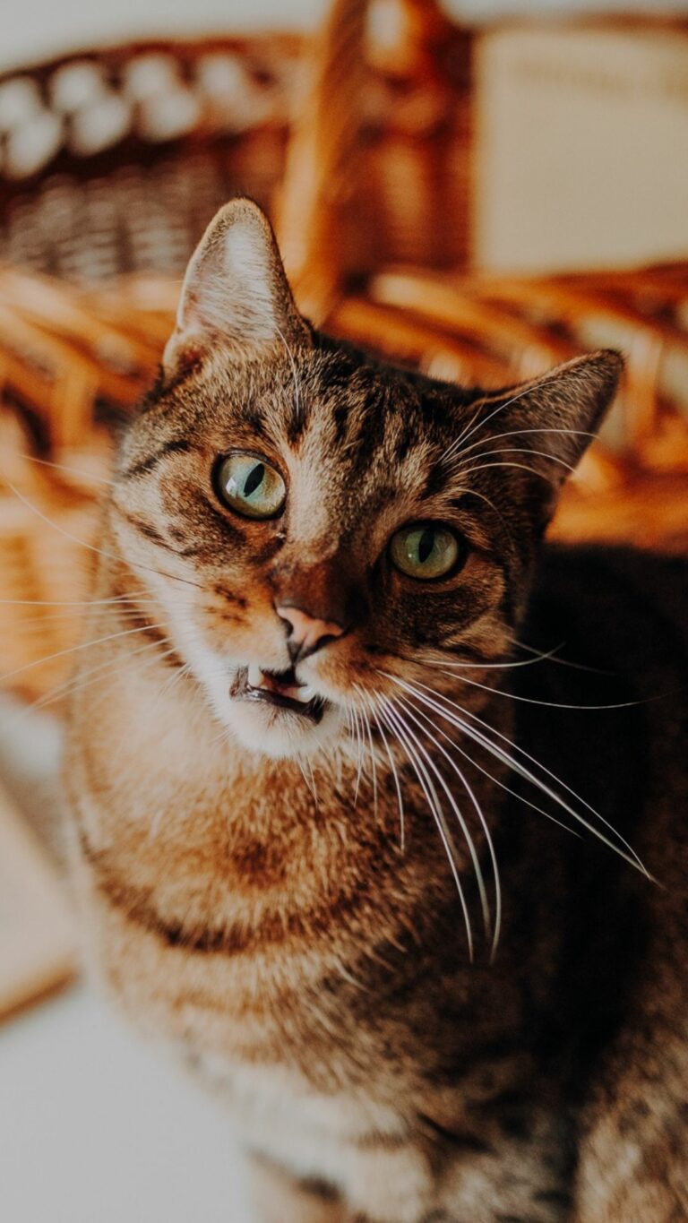 Kot Stefan - naczelny pilnujący w aplikacji KeeVet uczy o komunikacji