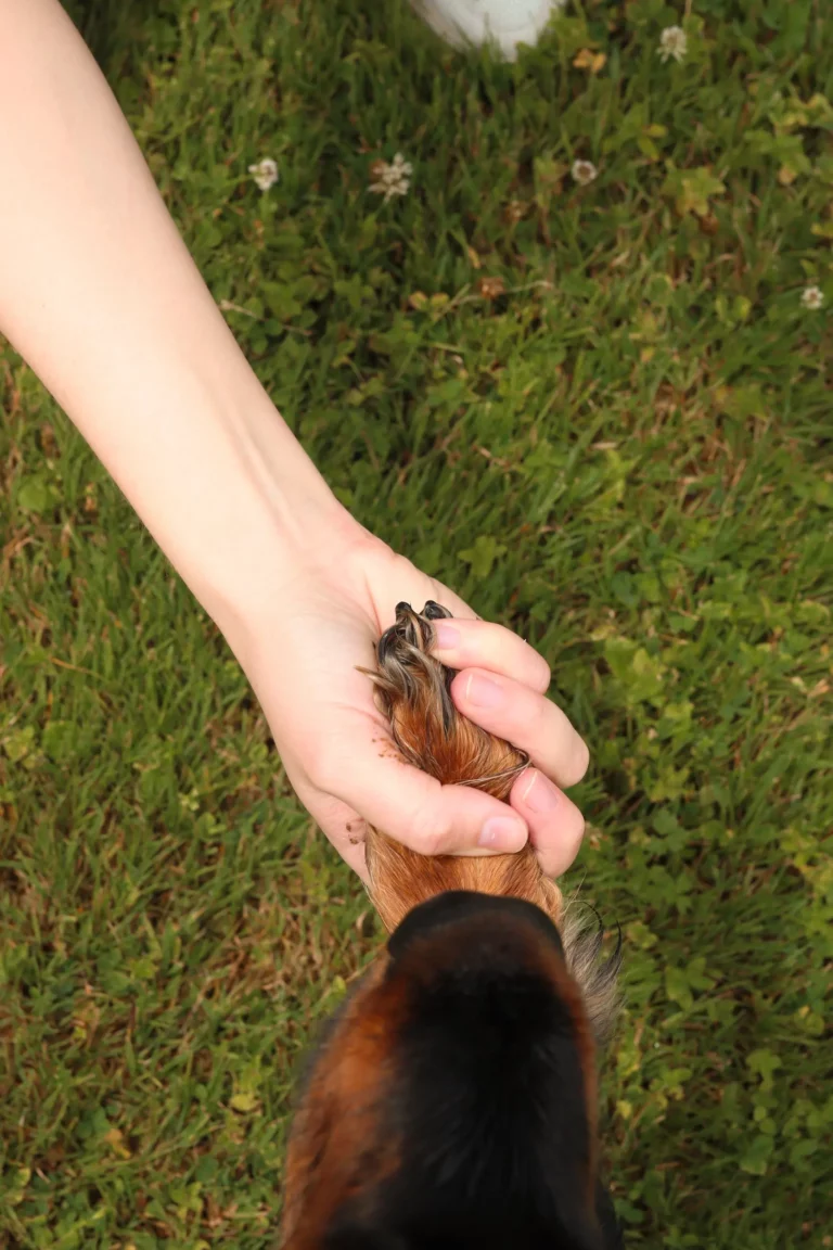 Zbliżenie na dłoń Kasi delikatnie trzymającą brązowo-czarną łapę jej psa Ouzo na tle zielonej trawy, symbolizujące zaufanie i więź. Kasia polega na KeeVet. Dzięki aplikacji nie musi martwić się o zapamiętywanie dat szczepień czy historii ostatnich wizyt weterynaryjnych Ouzo.
