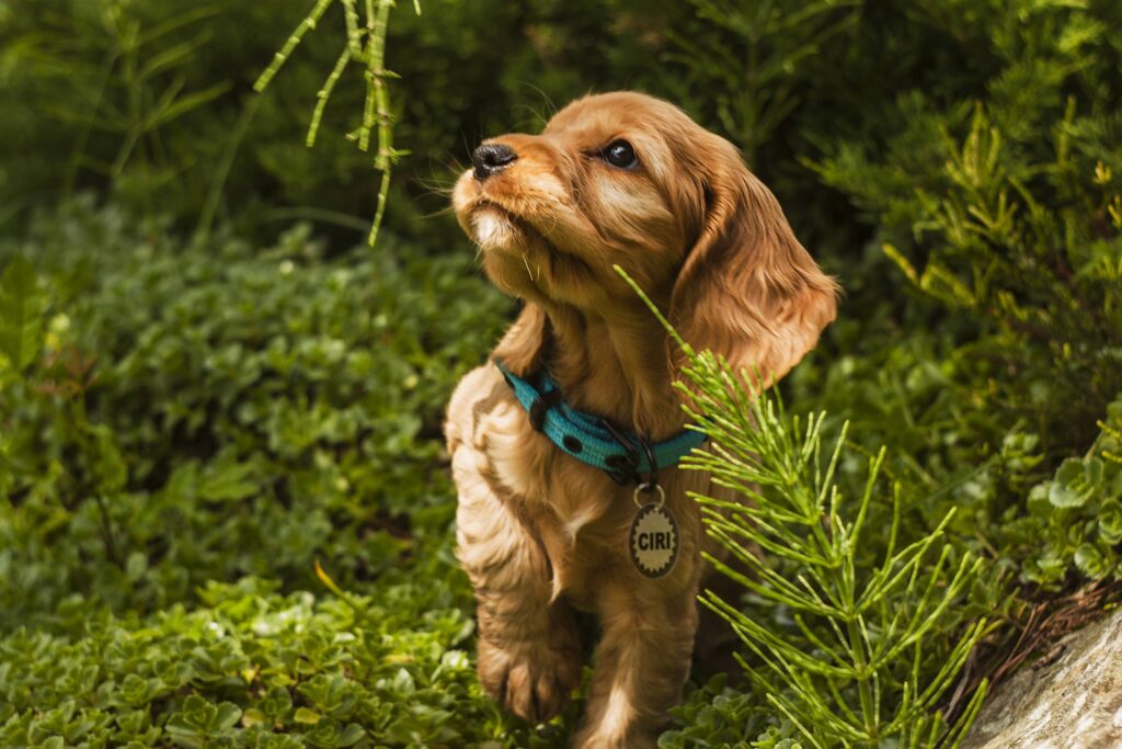 Kadetka Ciri rozpoczęła fazę intensywnego mapowania terenu. Spokojnie, Dowództwo czuwa – profil Ciri w KeeVet jest już w pełni uzupełniony, a wszystkie dane z misji są bezpieczne.
