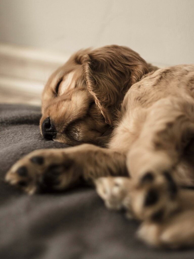 Szczeniak Ciri o złotej sierści śpi głęboko i spokojnie na miękkim, ciemnym posłaniu, z pyszczkiem wtulonym w kocy. Jej właściciel, wprowadził do KeeVet przyszłe wizyty u weterynarza.